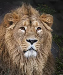 Papier Peint photo autocollant Lion Le portrait du visage d& 39 un lion calme. Le roi des bêtes, le plus gros chat du monde. Le prédateur le plus dangereux et le plus puissant du monde. Beauté de la nature sauvage.