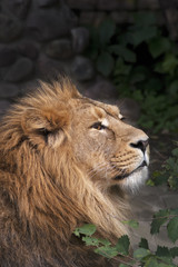 The side face portrait of a calm lion. The King of beasts, biggest cat of the world. The most dangerous and mighty predator of the world. Beauty of the wild nature.