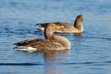 Greylag Goose, goose