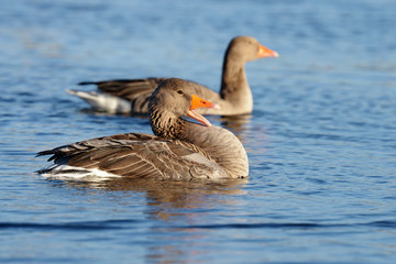 Greylag Goose, goose