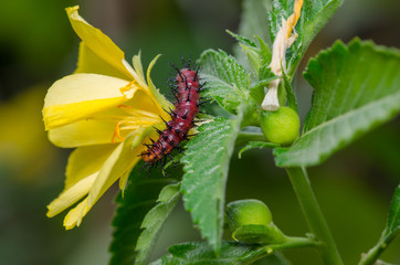 Dark red caterpillar on green leaf and yellow flower
