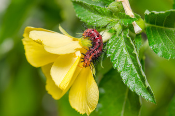 Dark red caterpillar on green leaf and yellow flower