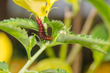 Dark red caterpillar on green leaf and yellow flower