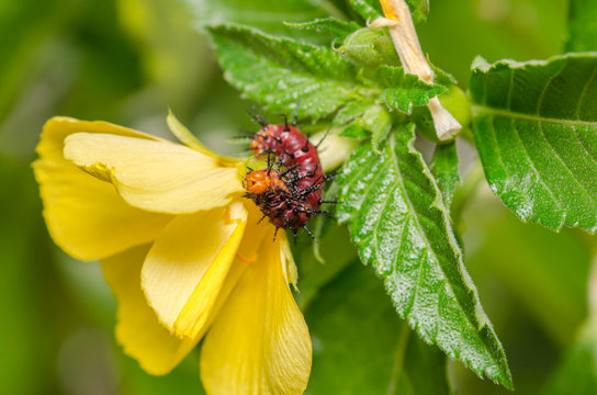 Dark red caterpillar on green leaf and yellow flower