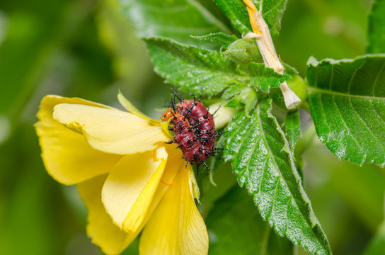 Dark red caterpillar on green leaf and yellow flower