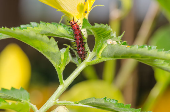 Dark red caterpillar on green leaf and yellow flower