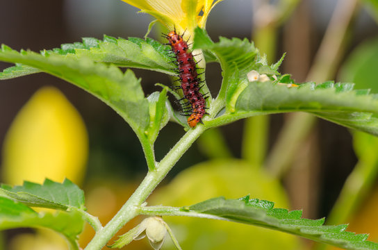 Dark red caterpillar on green leaf and yellow flower