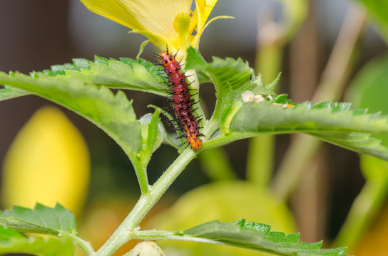 Dark red caterpillar on green leaf and yellow flower
