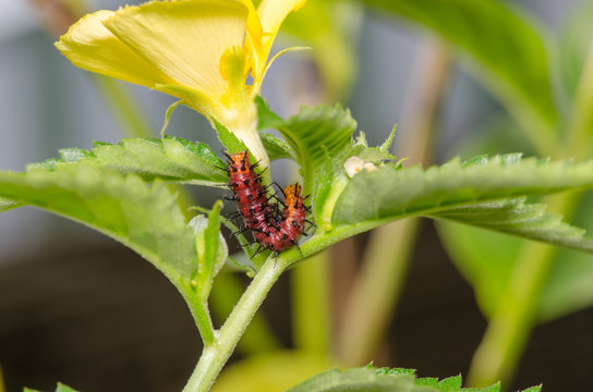 Dark red caterpillar on green leaf and yellow flower