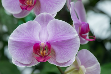 Fototapeta na wymiar butterfly orchid flower in garden