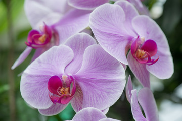 Naklejka na ściany i meble butterfly orchid flower in garden