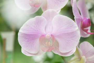 Naklejka na ściany i meble butterfly orchid flower in garden