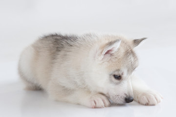 Cute Siberian husky puppy