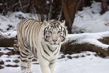 Stare of a calm white bengal tiger in winter forest