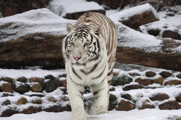 Attention in eyes of a white bengal tiger, walking on fresh snow in winter forest.