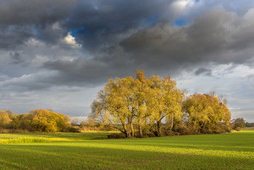 Baumgruppe im Herbst