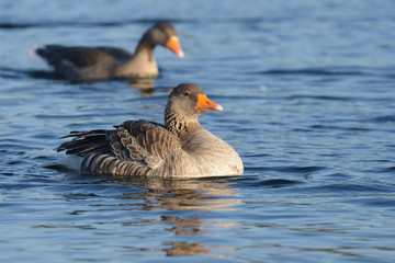 Greylag Goose, goose