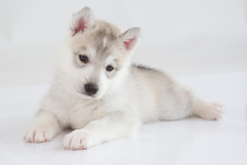 Cute Siberian husky puppy