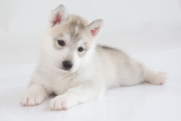 Cute Siberian husky puppy