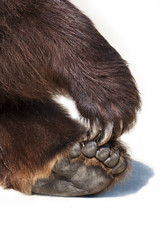 Paws of a brown bear, isolated on whit background.