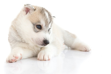 Cute Siberian husky puppy