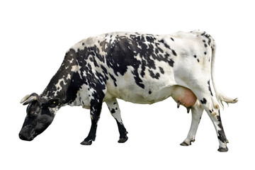 Cow/Black and white cow isolated on a white background