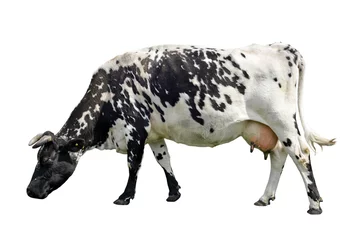 Poster de jardin Vache Vache/Vache noir et blanc isolé sur fond blanc