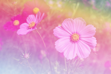sweet color cosmos flowers