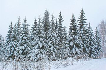 Obraz premium Beautiful snowy forest cold winter in December