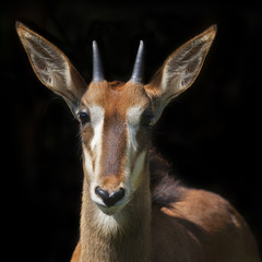 The face portrait of a young sable antelope female, isolated on black background. Wild beauty of an African girl. Hippotragus niger.