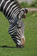 An African thankful zebra kisses the mother earth. Wild beautiful hoofed animal shows its natural skin pattern. The head of the striped African horse.