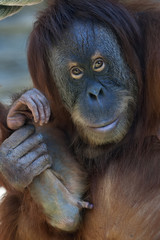 Mother pride of an orangutan female with her baby. Lovely motherhood of human-like monkey. Wild beauty of the great ape.