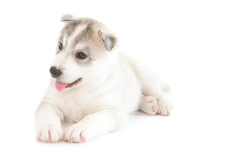Obraz premium Cute siberian husky isolated background