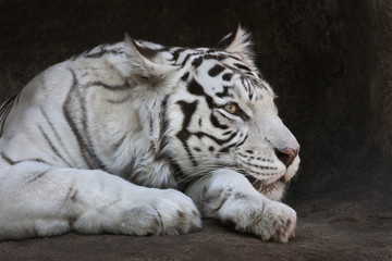 Fototapeta na wymiar Awake eye of a white bengal tigress