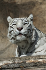 Gaze of a white bengal tigress Kali in Moscow zoo