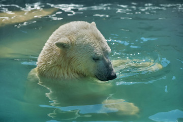 Obraz na płótnie Canvas The head of a modest young polar bear, bathing in basin.