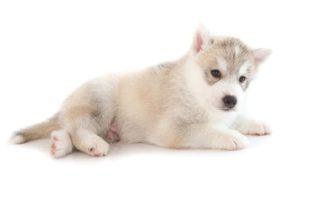 Obraz premium Cute siberian husky isolated background