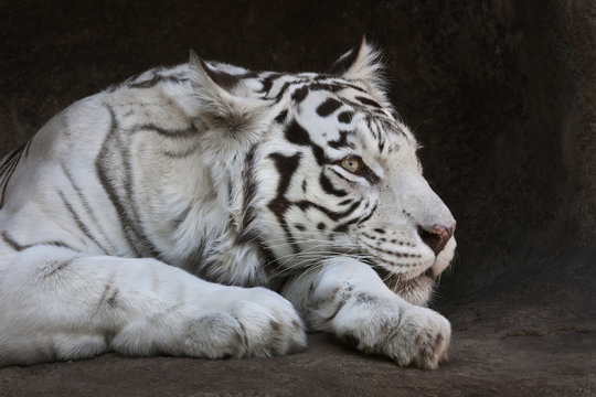 Fototapeta Awake eye of a white bengal tigress