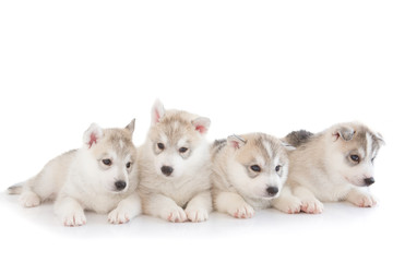 Fototapeta premium Cute siberian husky isolated background