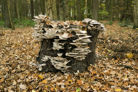 Austernseitling Pilz