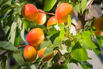 Ripe apricots on a tree
