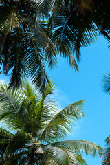 Fototapeta na wymiar Blue sky with a few clouds and palm trees 