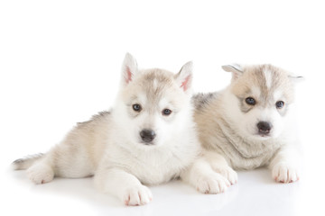 Cute Siberian husky puppy