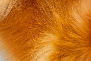 background texture wool red dog