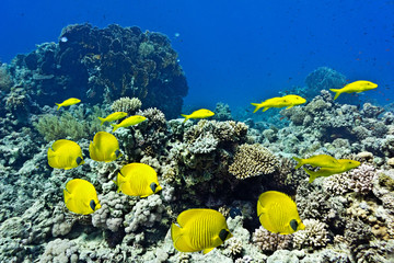 Naklejka na ściany i meble Shoal of Butterflyfish and Yellowsaddle Goatfishfish on the coral reef