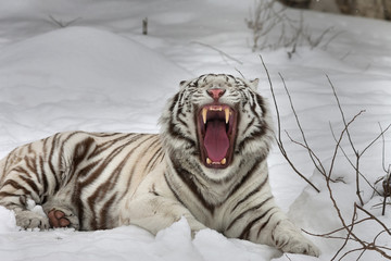 Naklejka premium A yawning white bengal tiger, lying on fresh snow.