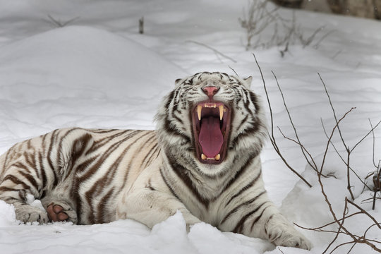 A yawning white bengal tiger, lying on fresh snow.