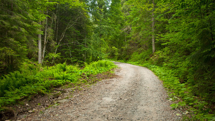 Fototapeta premium Road in the forest
