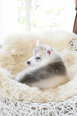 Fototapeta premium Cute Siberian husky puppy