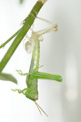 Grasshopper shedding its skin 